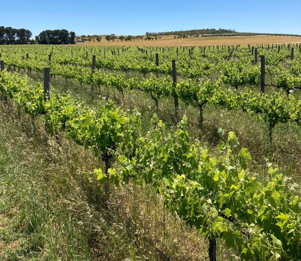 Belalie Wines Villa Jamestown Kültér fotó